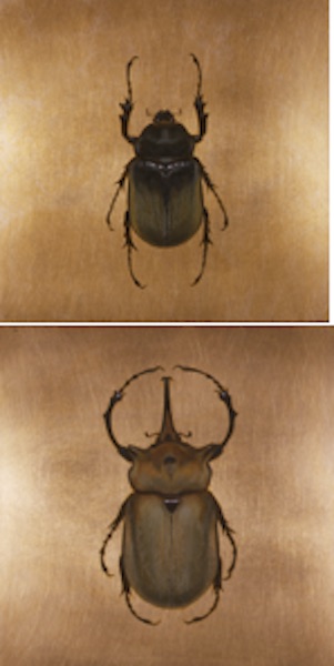 Kate Lehman Mr & Mrs Megasoma Elephas 2006 