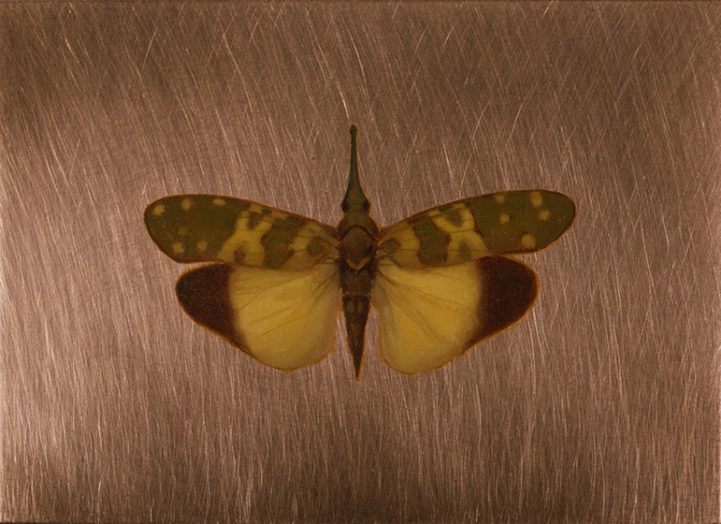 Kate Lehman Pyros 2006 