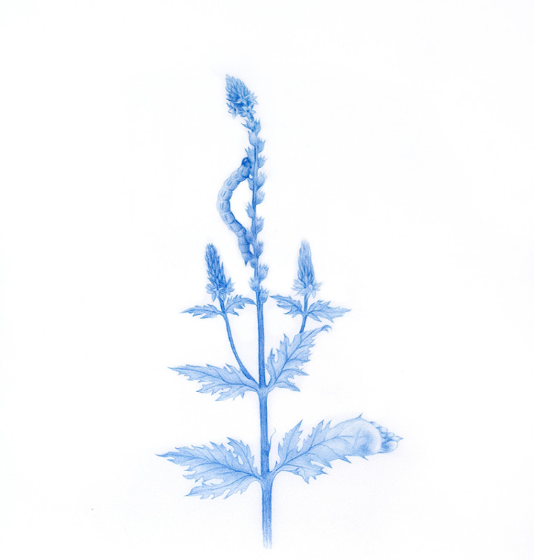 Zachari Logan Wildflower 1 2017 