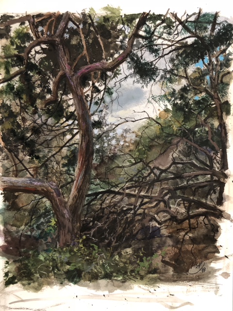 H Craig HANNA Arbres, Corse 2018 