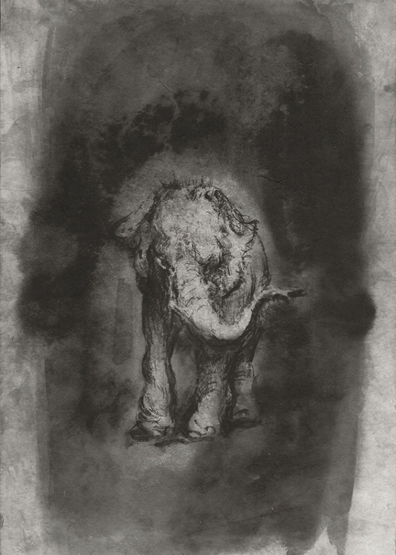 Ofer Josef Eléphant 2019 