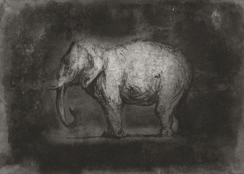 Ofer Josef Éléphant 1 2018 