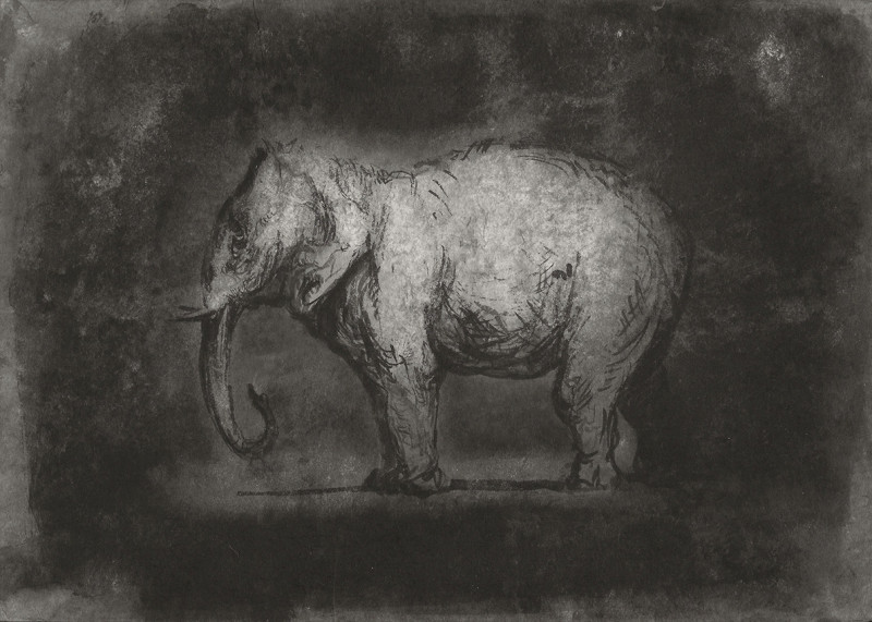 Ofer Josef Éléphant 1 2018 